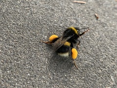 Bombus terrestris