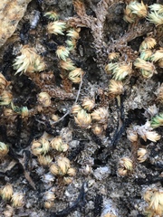 Selaginella eremophila