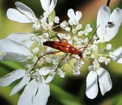 Stenurella septempunctata