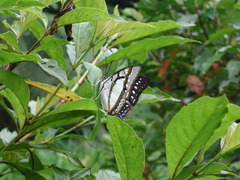 Polyura eudamippus formosana