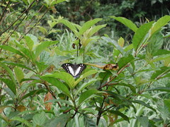 Polyura eudamippus formosana