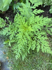 Cosmos sulphureus