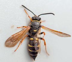 Argogorytes mystaceus