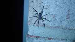 Dolomedes