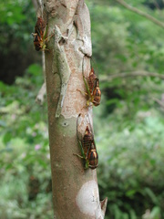 Vagitanus terminalis