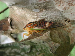 Vagitanus terminalis