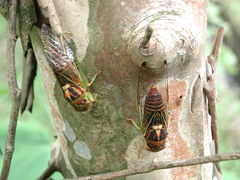 Vagitanus terminalis