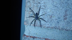 Dolomedes