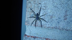 Dolomedes