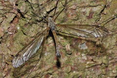 Tipula flavolineata