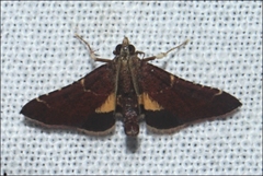 Persicoptera aglaopa