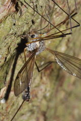Tipula flavolineata