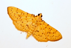 Conogethes