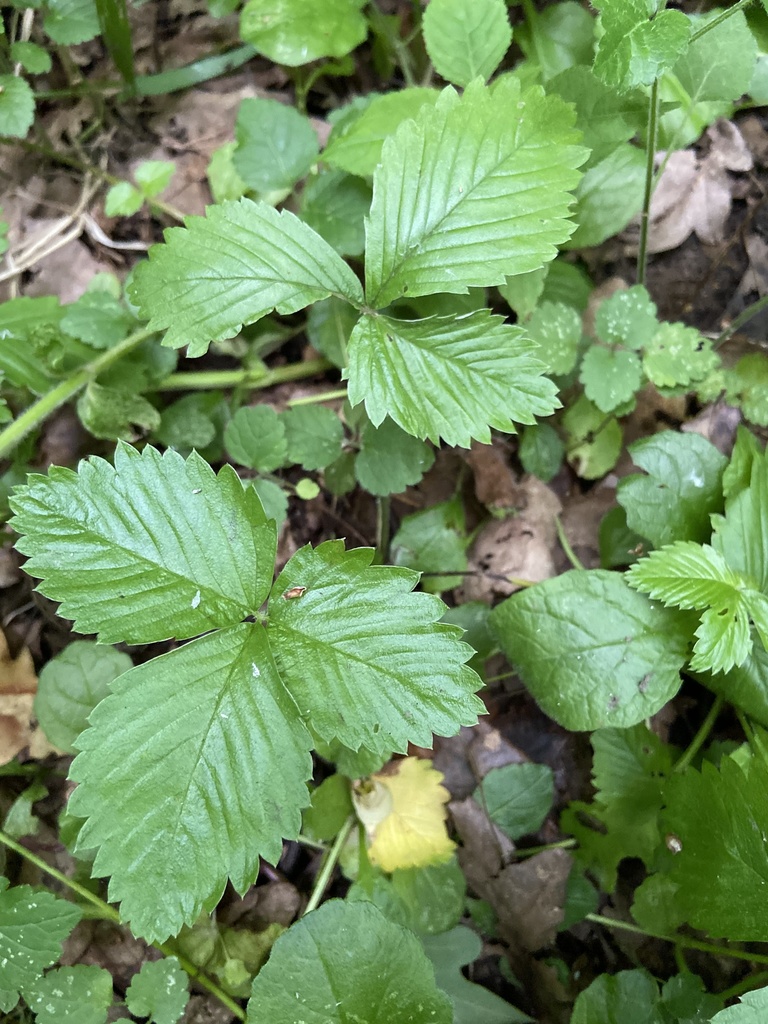 woodland strawberry from Тимирязевский парк, Москва, Москва, RU on June ...