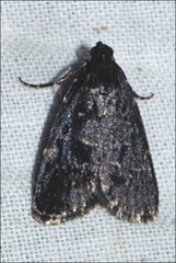 Stericta carbonalis