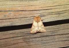 Eriopygodes imbecilla