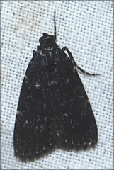 Stericta carbonalis