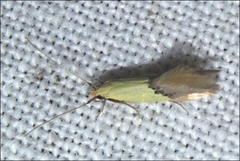 Opogona protodoxa