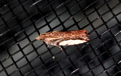 Statherotis euryphaea