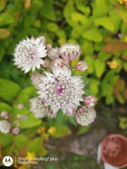 Astrantia