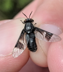 Chrysops carbonarius