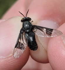 Chrysops carbonarius