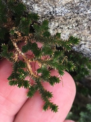 Selaginella eremophila