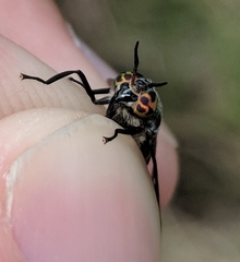 Chrysops carbonarius