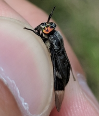 Chrysops carbonarius
