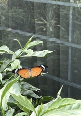 Danaus chrysippus