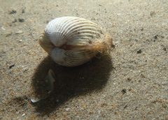 Acanthocardia echinata