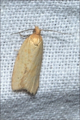 Clepsis therina
