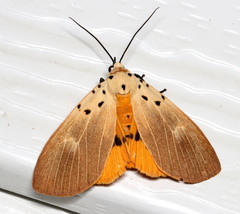 Asota iodamia