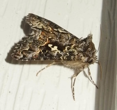 Syngrapha alias