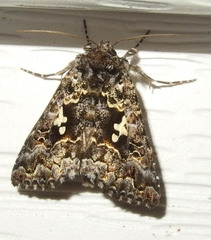 Syngrapha alias
