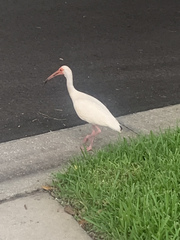 Eudocimus albus