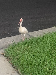 Eudocimus albus