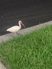 Eudocimus albus