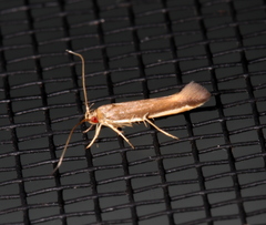 Glaphyristis marmarea