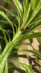 Harmonia axyridis
