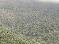 Bentinckia condapanna