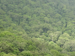 Bentinckia condapanna