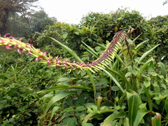 Pitcairnia multiflora image