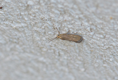 Brachodes