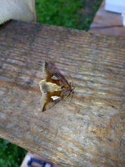 Autographa bractea
