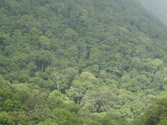 Bentinckia condapanna