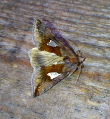 Autographa bractea