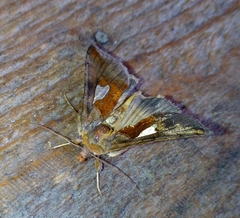 Autographa bractea