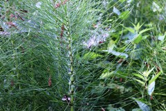 Equisetum telmateia telmateia