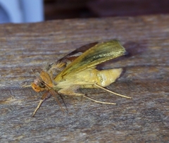 Autographa bractea